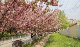 贵阳桃花爆料视频,网友爆料视频惊艳呈现